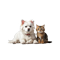 Pets